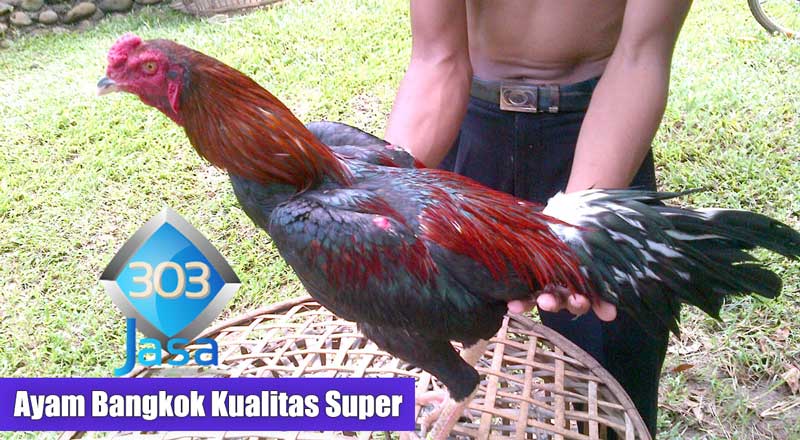 Ciri-Ciri Ayam Bangkok Kualitas Super