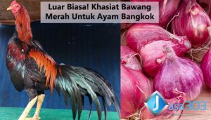 khasiat bawang merah untuk ayam aduan - sabung ayam online