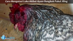 Ayam Bangkok Pukul Jiling