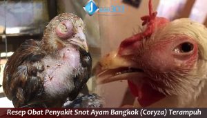 Obat Penyakit Snot Ayam Bangkok