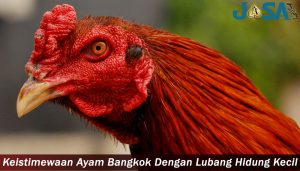 Keistimewaan Ayam Bangkok Dengan Lubang Hidung Kecil