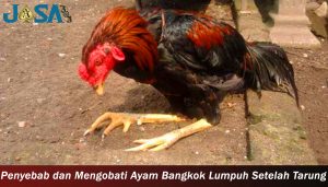 Penyebab dan Mengobati Ayam Bangkok Lumpuh