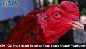 Ciri Mata Ayam Bangkok Yang Bagus
