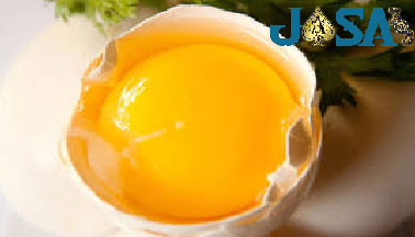 Beberapa Manfaat Kuning Telur untuk Ayam Bangkok
