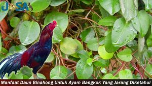 Manfaat Daun Binahong Untuk Ayam Bangkok