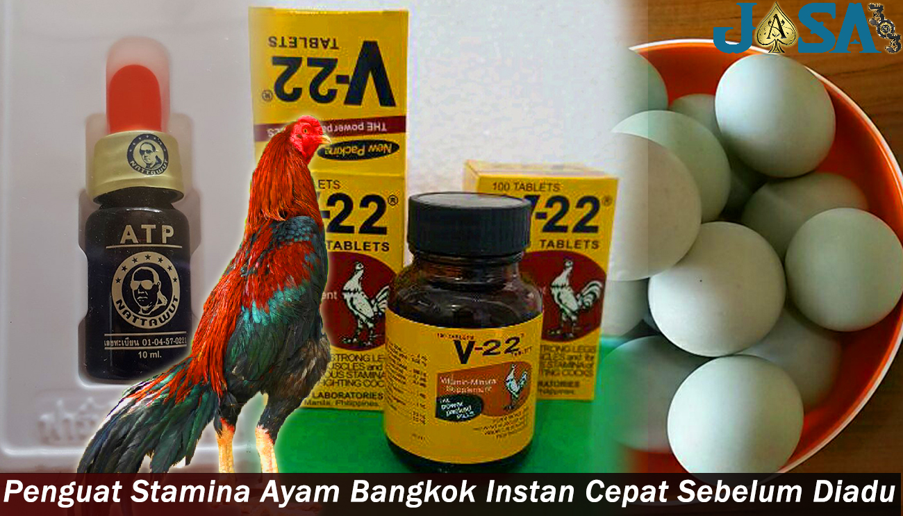Penguat Stamina Ayam Bangkok Instan Cepat
