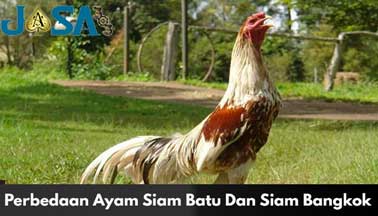 Perbedaan Ayam Siam