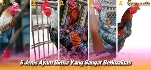 5 Jenis Ayam Birma Yang Sangat Berkualitas