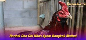 Bentuk Dan Ciri Khas Ayam Bangkok Mathai