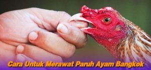 Cara Untuk Merawat Paruh Ayam Bangkok