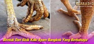 Bentuk Dari Sisik kaki Ayam Bangkok Yang Berbahaya