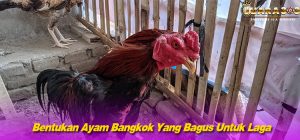 Bentukan Ayam Bangkok Yang Bagus Untuk Laga