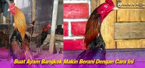 Pahami Teknik Tarung Dari Ayam Bangkok