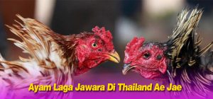 Ayam Laga Jawara Di Thailand Ae Jae