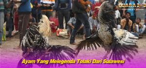 Ayam Yang Melegenda Tolaki Dari Sulawesi