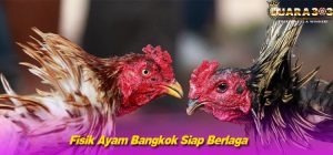 Fisik Ayam Bangkok Siap Berlaga