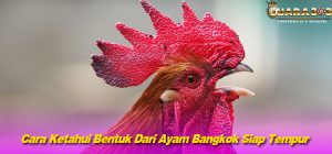 Cara Ketahui Bentuk Dari Ayam Bangkok Siap Tempur