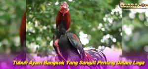 Tubuh Ayam Bangkok Yang Sangat Penting Dalam Laga